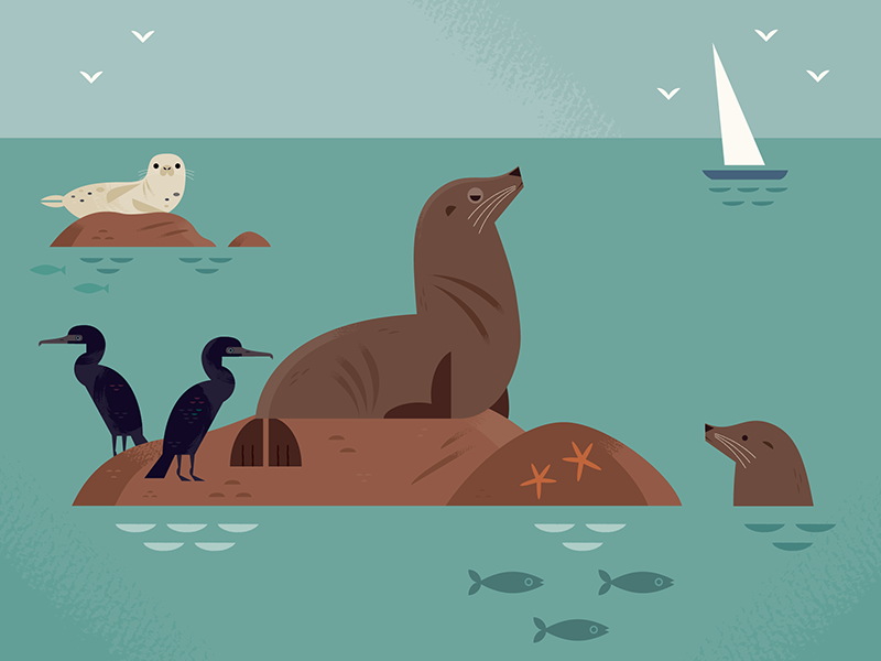 California Sea Lion aquarium birds beach wildlife nature ocean califor.png