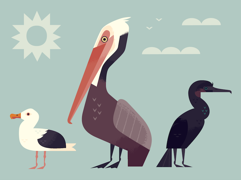 Shore Birds pelican animals scientific illustration wildlife birds ill.png