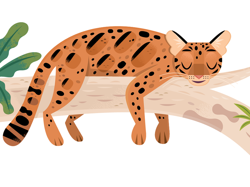 Clouded Leopard children kids lit cats vector wildlife nature design a.webp
