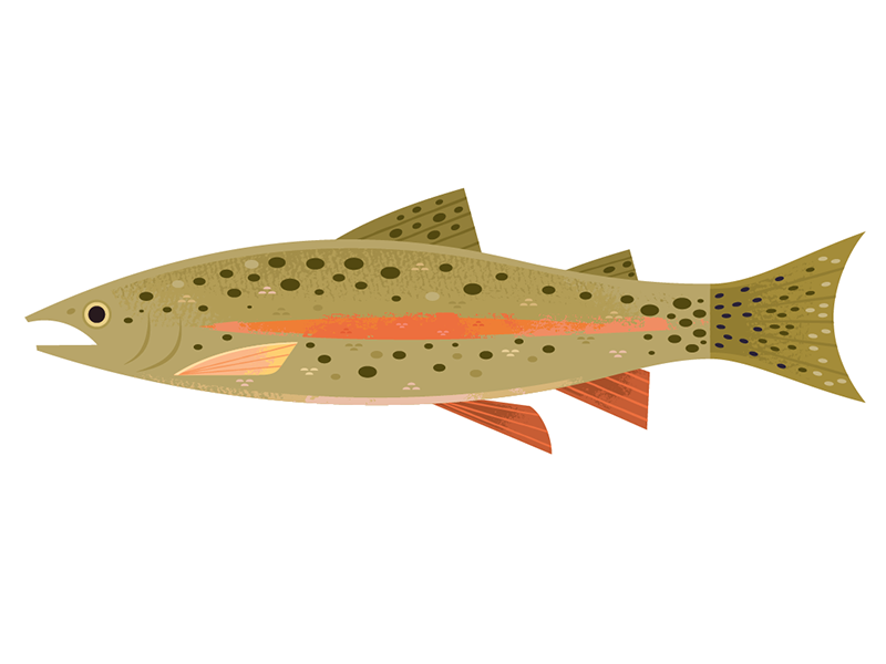 Rainbow Trout trout fishing icon spot illustration animal illustration.png