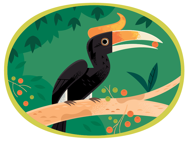 Hornbill jungle birds vector wildlife nature animals illustration.webp