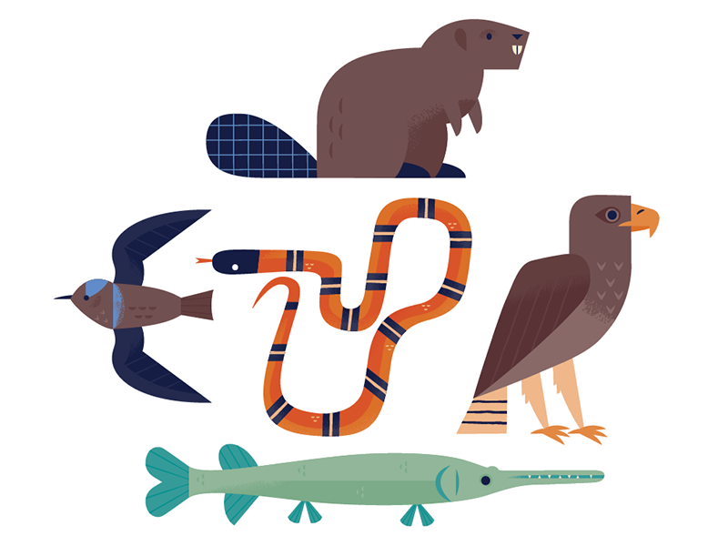 Animals of the Buffalo Bayou nature texas snake fish birds beaver wild.png