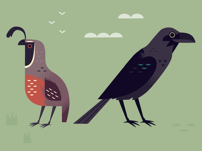 Quail and Raven nature illustrated birds illustrated animals quail rav.png
