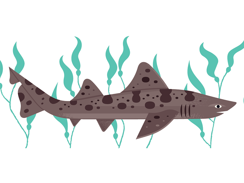 Leopard Shark wildlife kelp california shark nature illustration scien.png