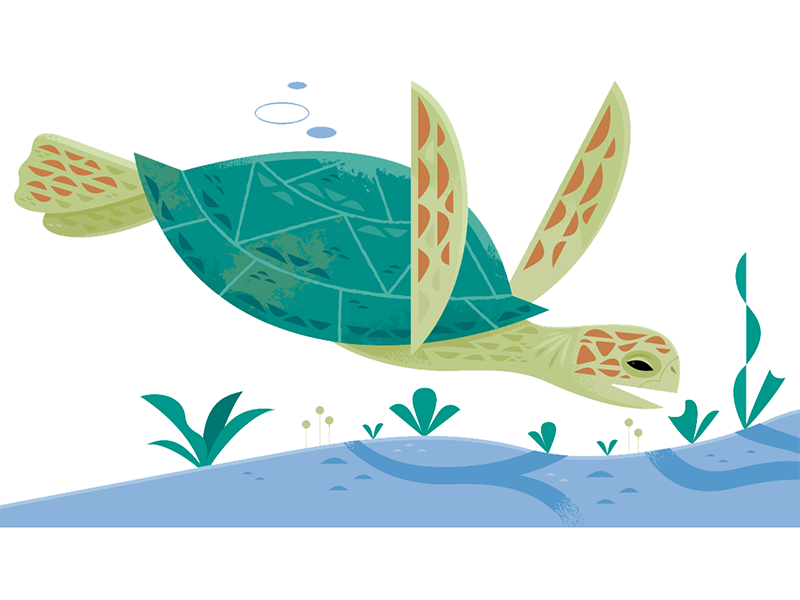 Sea turtle ocean life sea turtle ocean travel vector science wildlife.webp