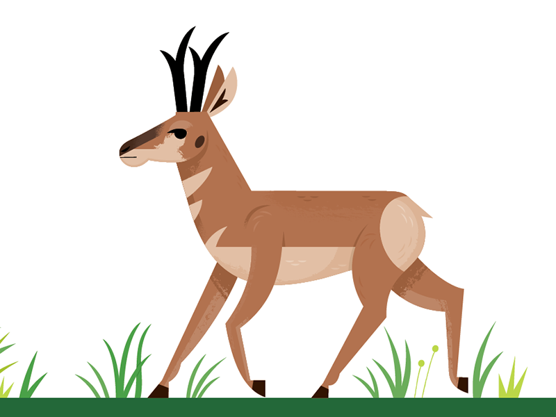 Running Pronghorn science prairie wildlife nature american animals pro.png