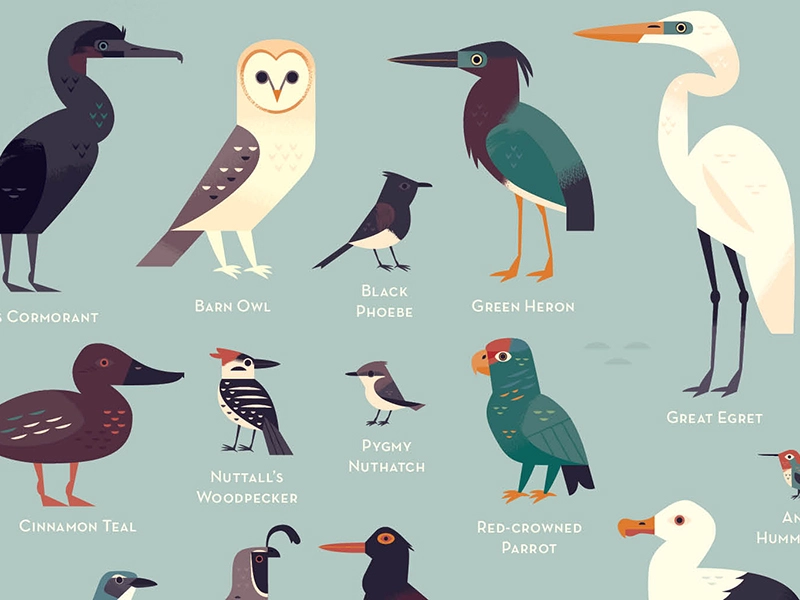 Birds of Los Angeles pelican california los angeles nature illustrated.webp
