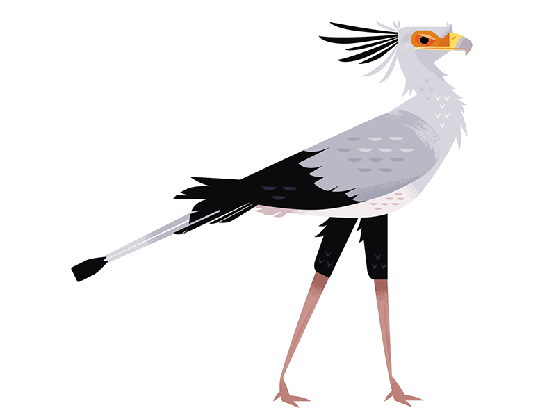 Secretary Bird african birds african animals south africa africa bird.png