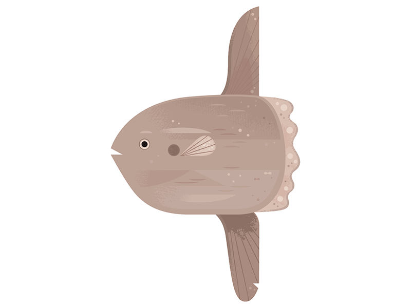 Sunfish icon spot illustration animal illustration science wildlife na.png