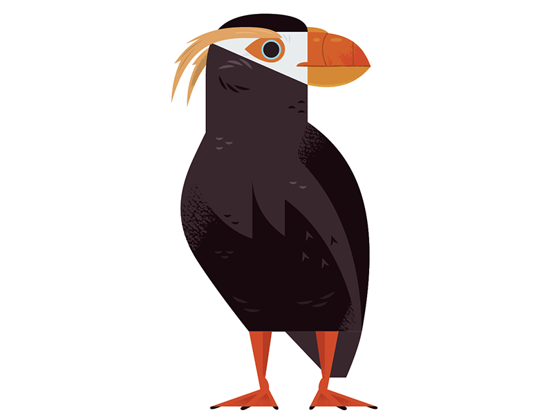 Tufted Puffin puffin birds aquarium vector spot illustration science n.png