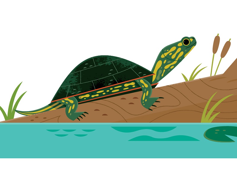 Pond Turtle wetlands reptiles turtle science wildlife nature animals i.jpg