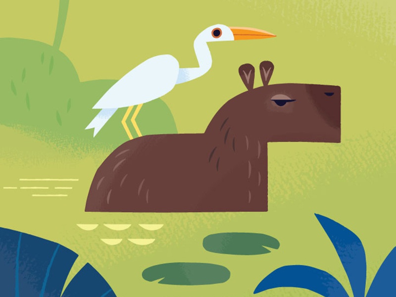 Capybara travel illustration rodent capybara south america editorial i.jpg