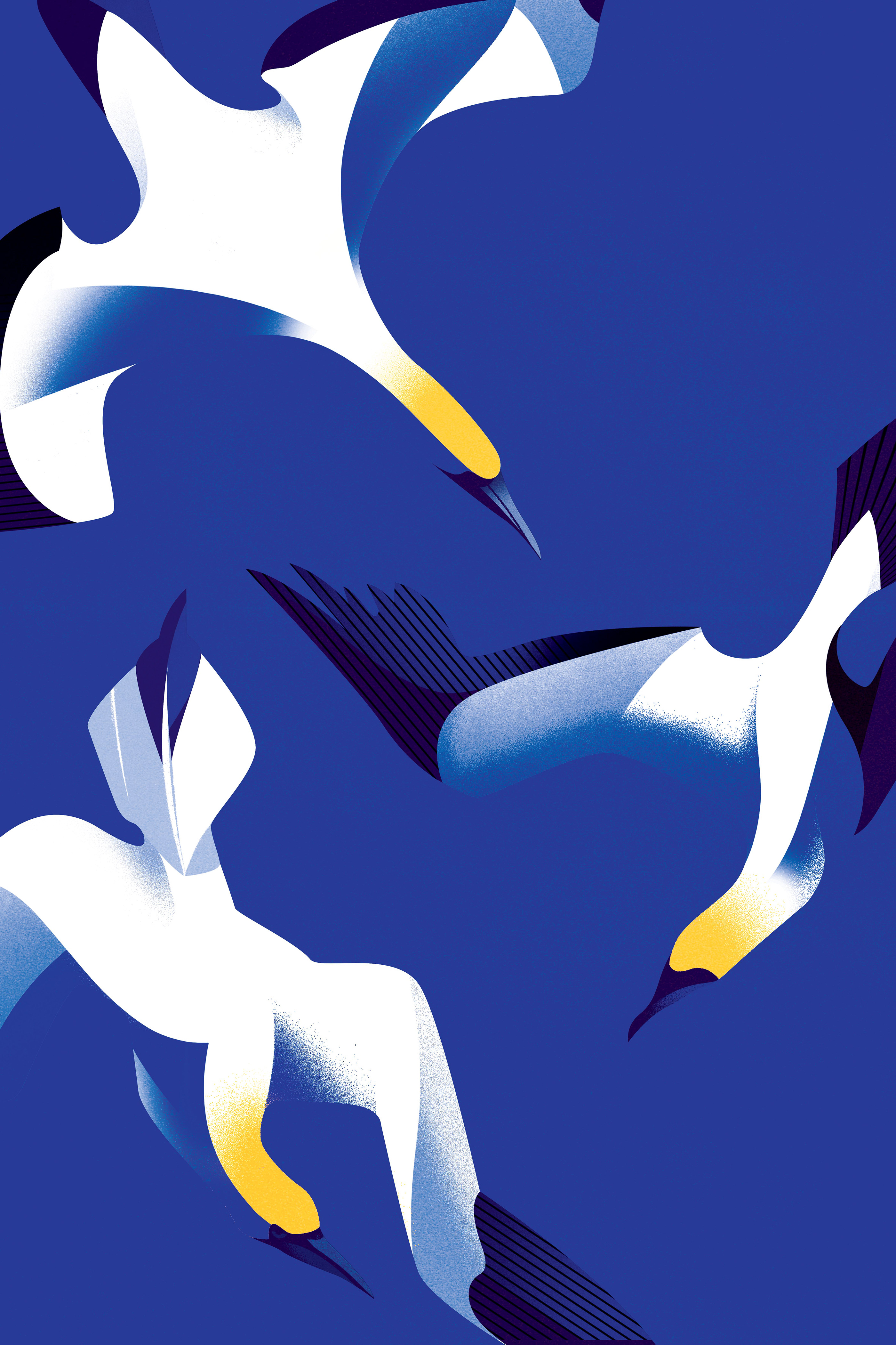 animals birds flight ILLUSTRATION  movement Nature print