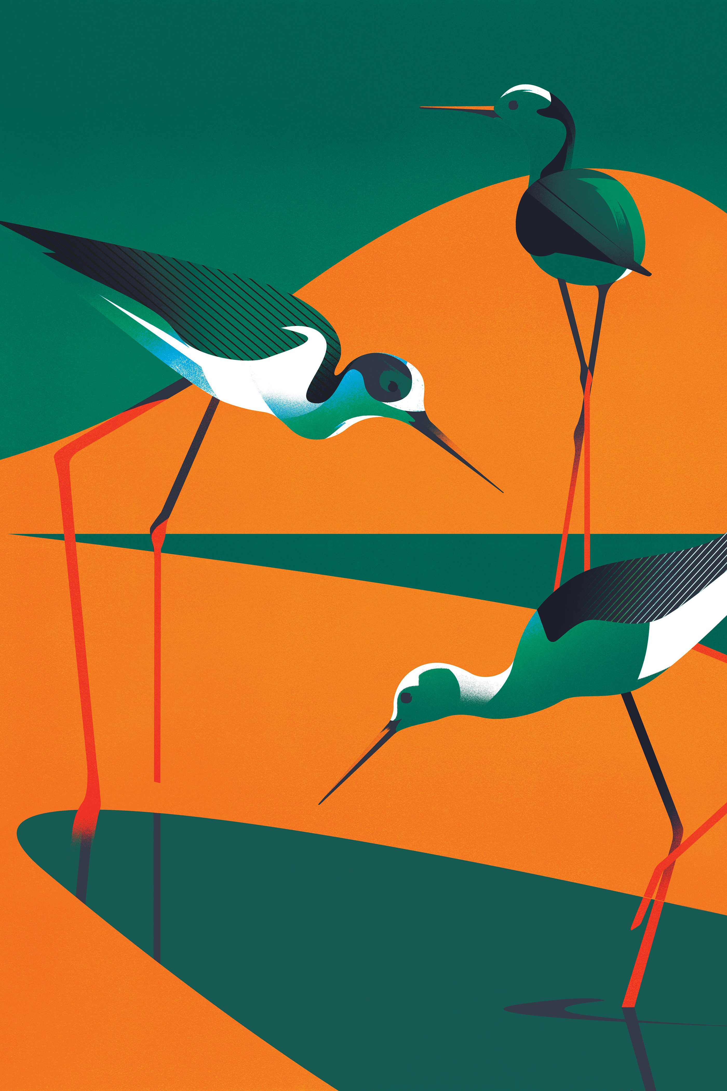 animals birds flight ILLUSTRATION  movement Nature print