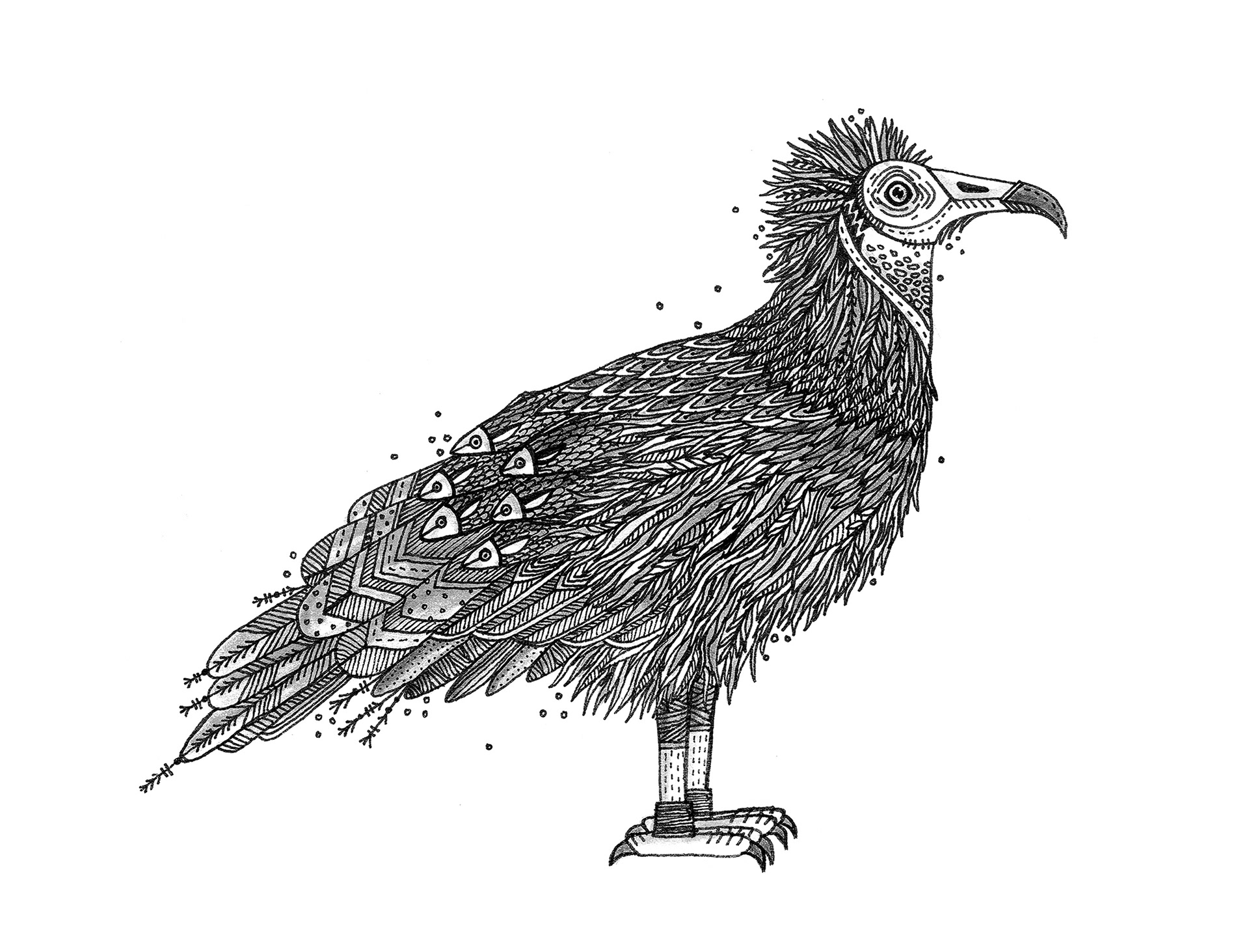 bird watching birds eagle hand drawn heron inking pattern pen and ink (4).jpg