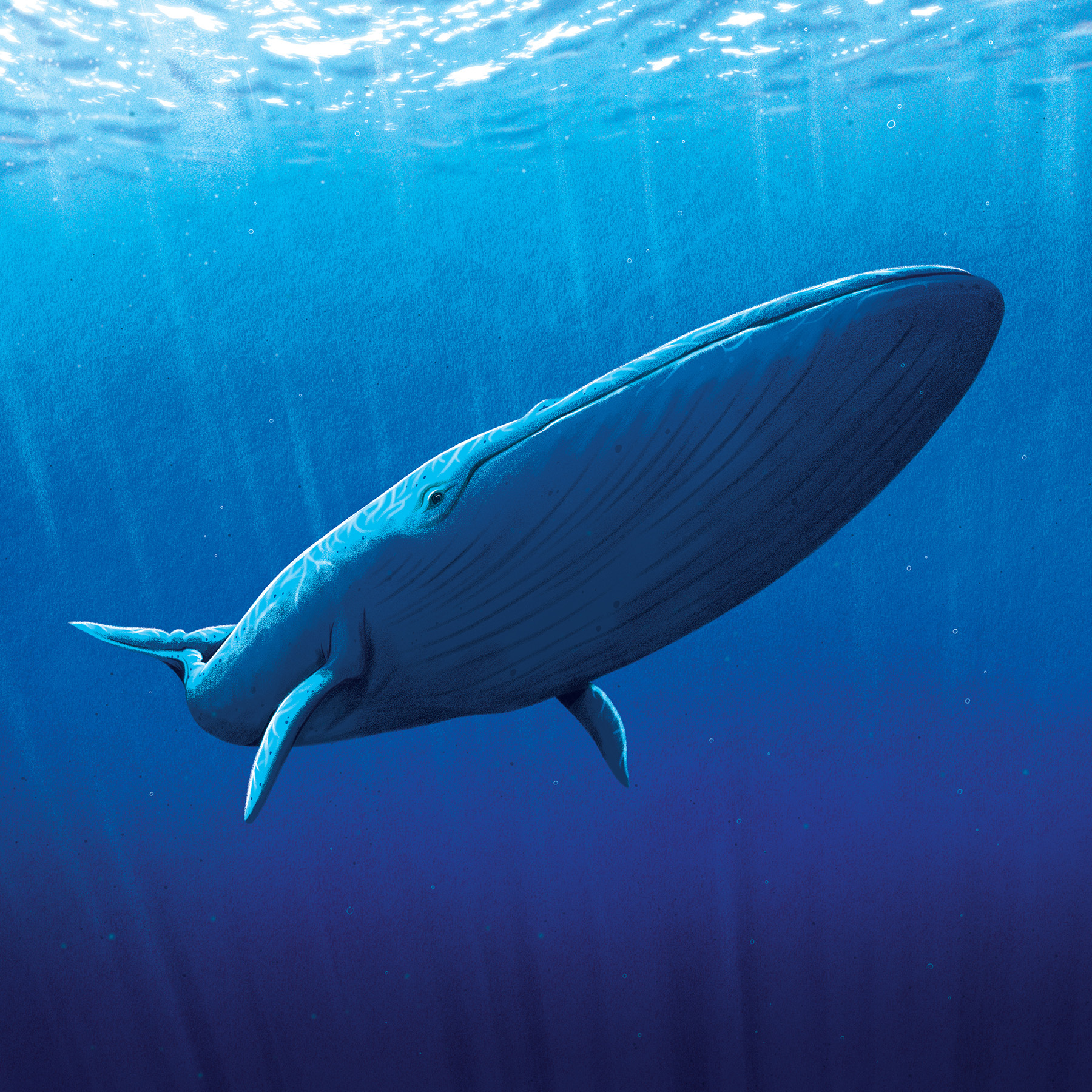 blue whale bluewhale climate change deep sea ILLUSTRATION  sea Whale.jpg