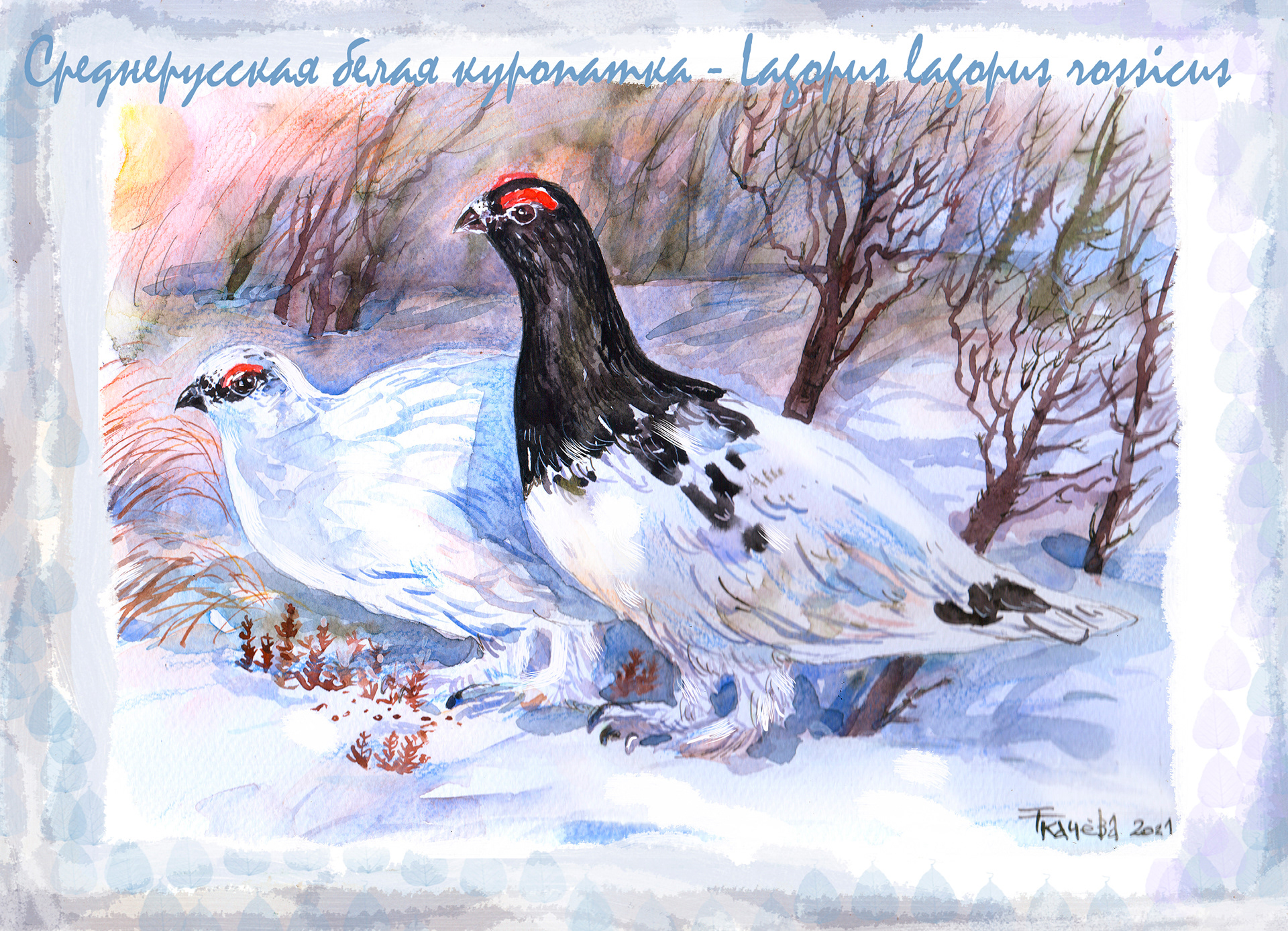 amphibians birds black animal book Insects mammals rare species red an (8).jpg