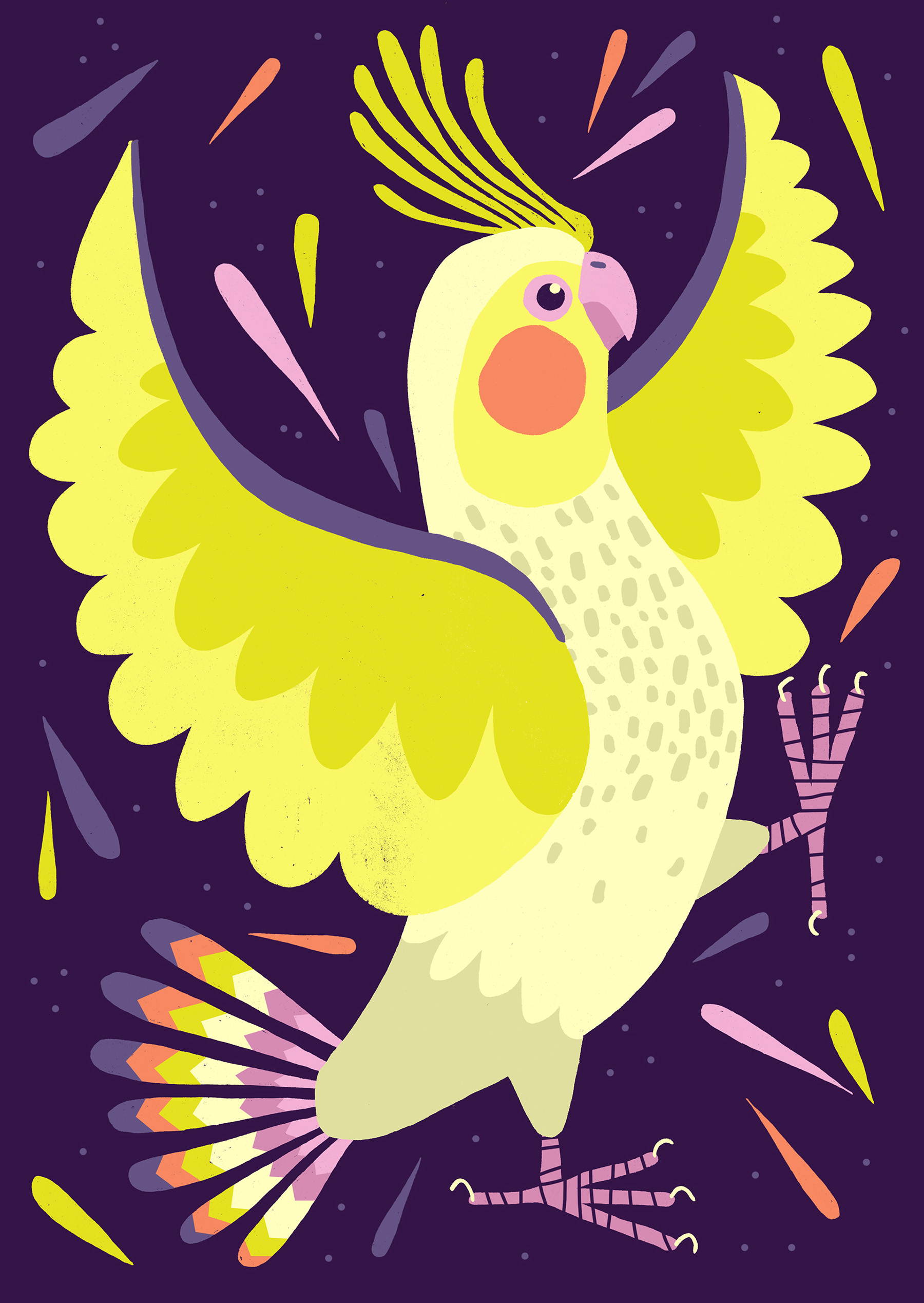 bird birds animals duck mallard hornbill cockatiel Rooster pigeon dove (4).jpg