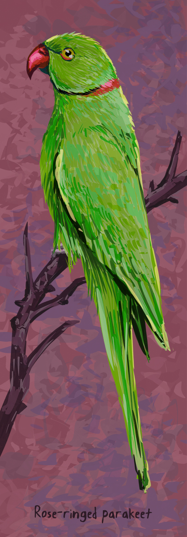 Image may contain bird, parrot and green.jpg