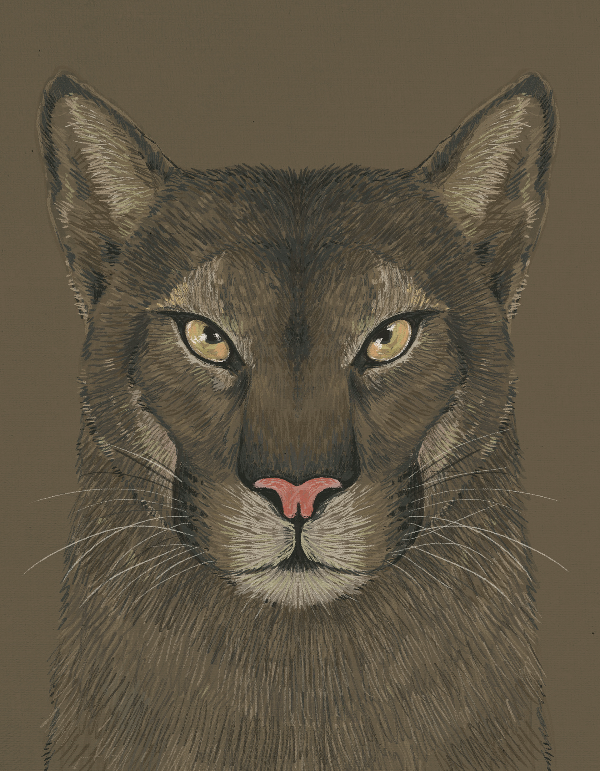 cheetah lion big cat Snow Leopard wildlife editorial feline magazine N.jpg