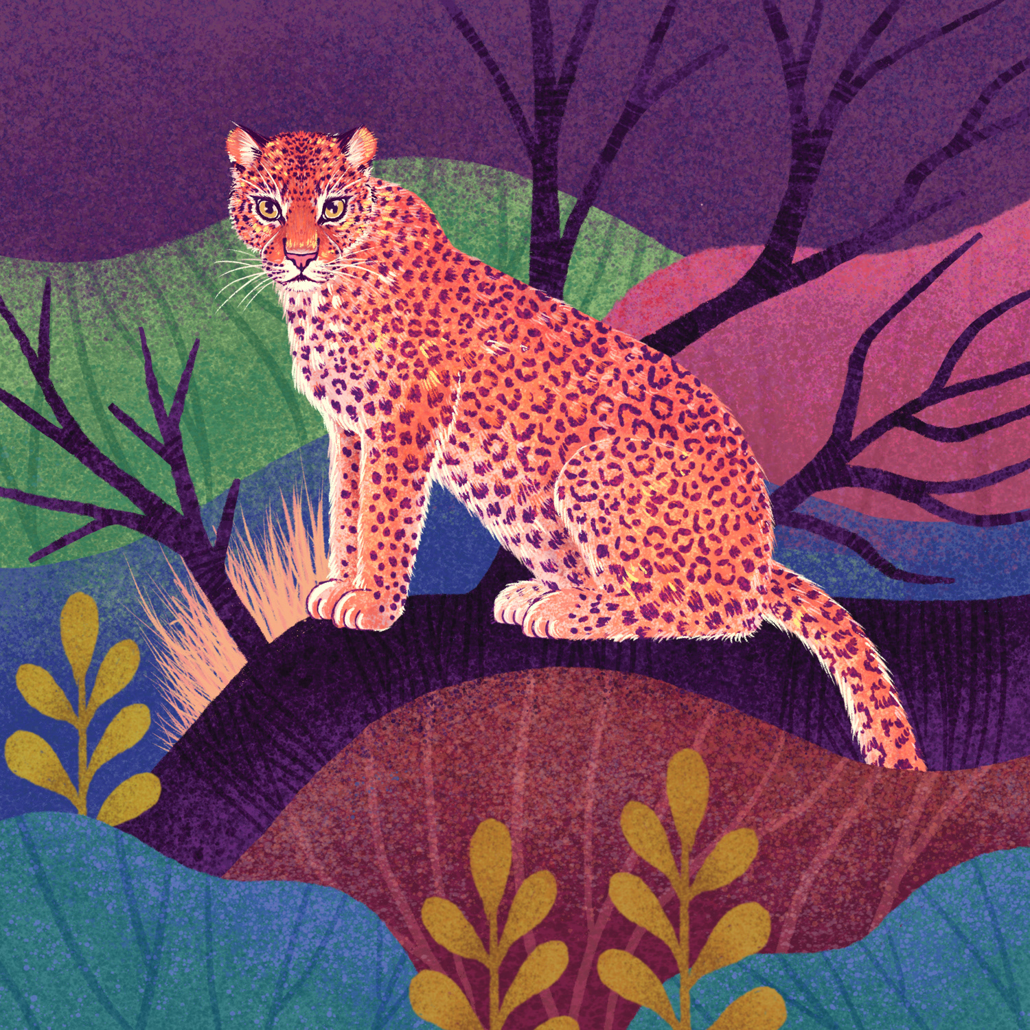 big cat India leopard lion lynx tiger WWF black panther forest Snow Le (3).jpg