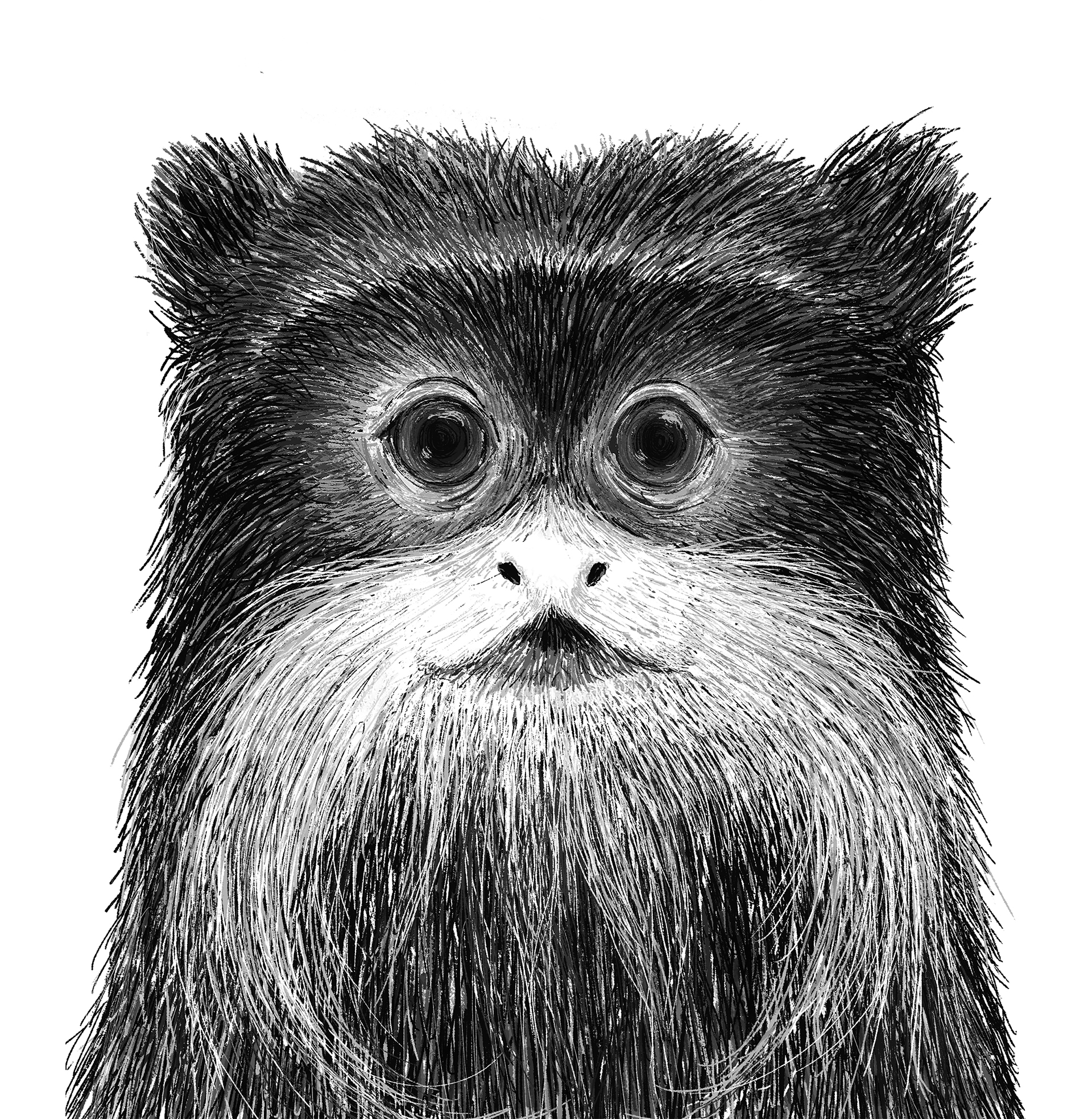 photoshop adobe ILLUSTRATION  Whale monkey owl elephant brush Cat ArtD (3).jpg