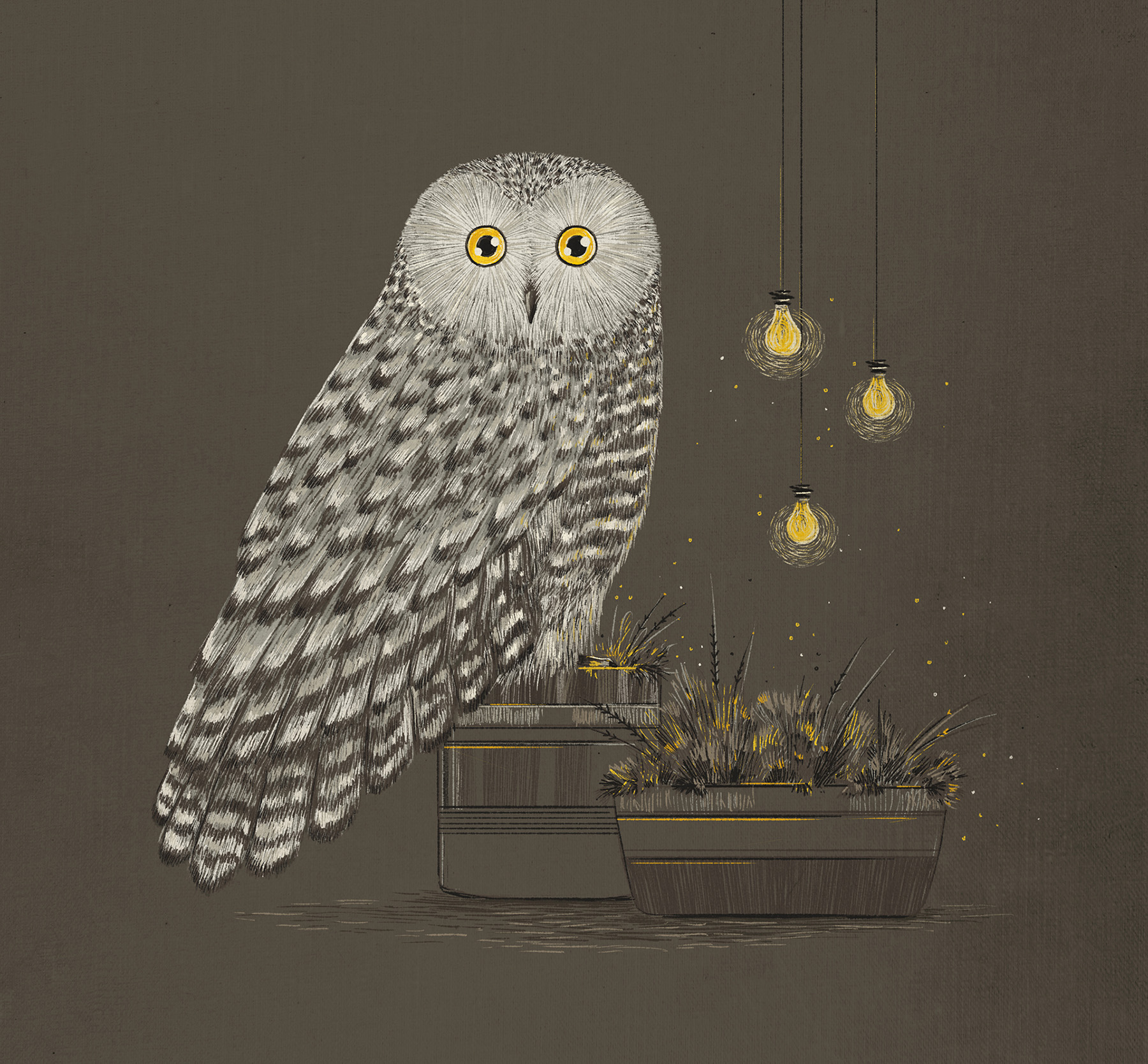 India Cat owl FOX Evening cozy chalk brush Fur bulb (2).jpg