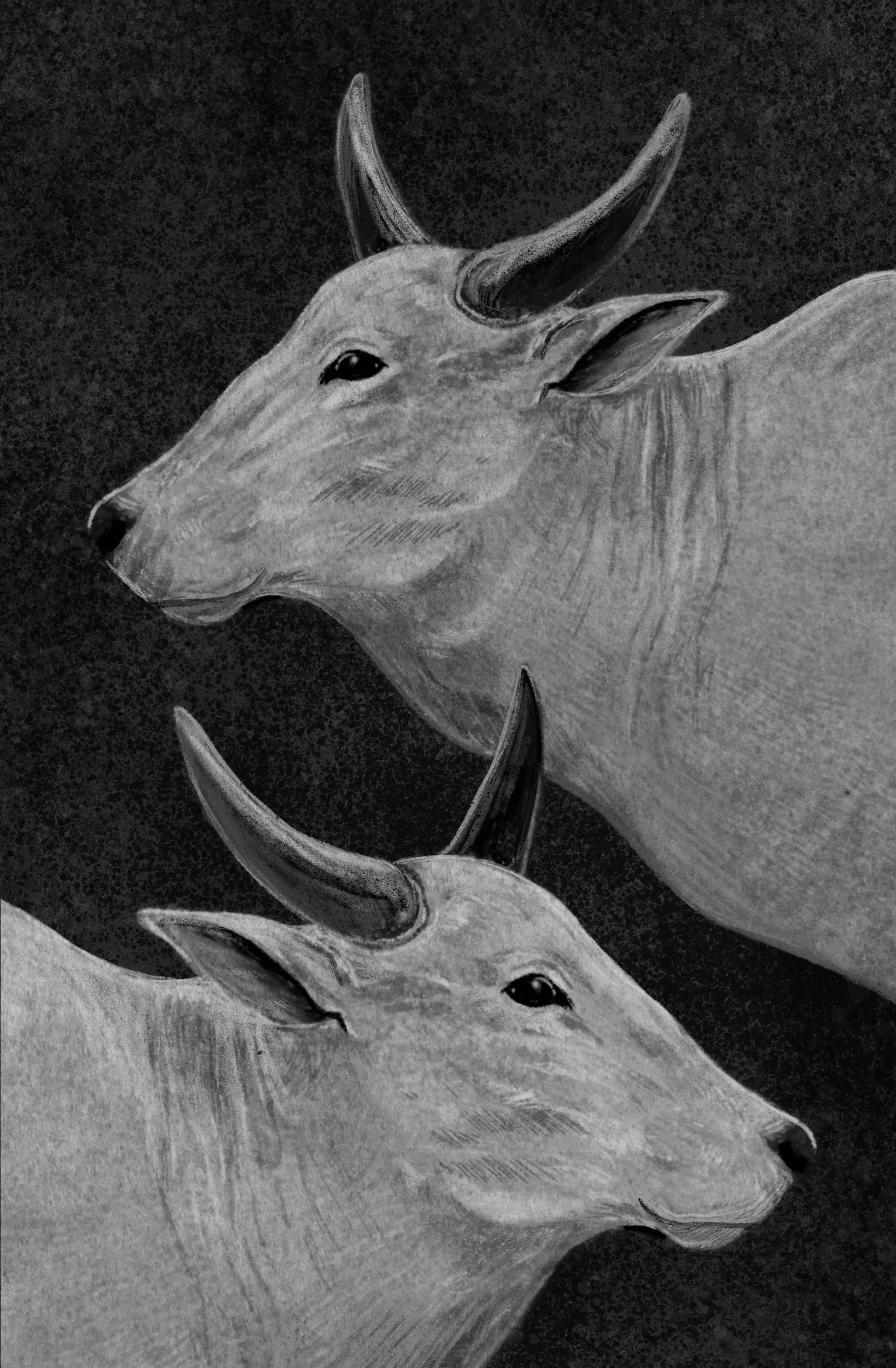 BOOK ILLUSTRATION - ANIMALIA INDICA on Behance.jpg
