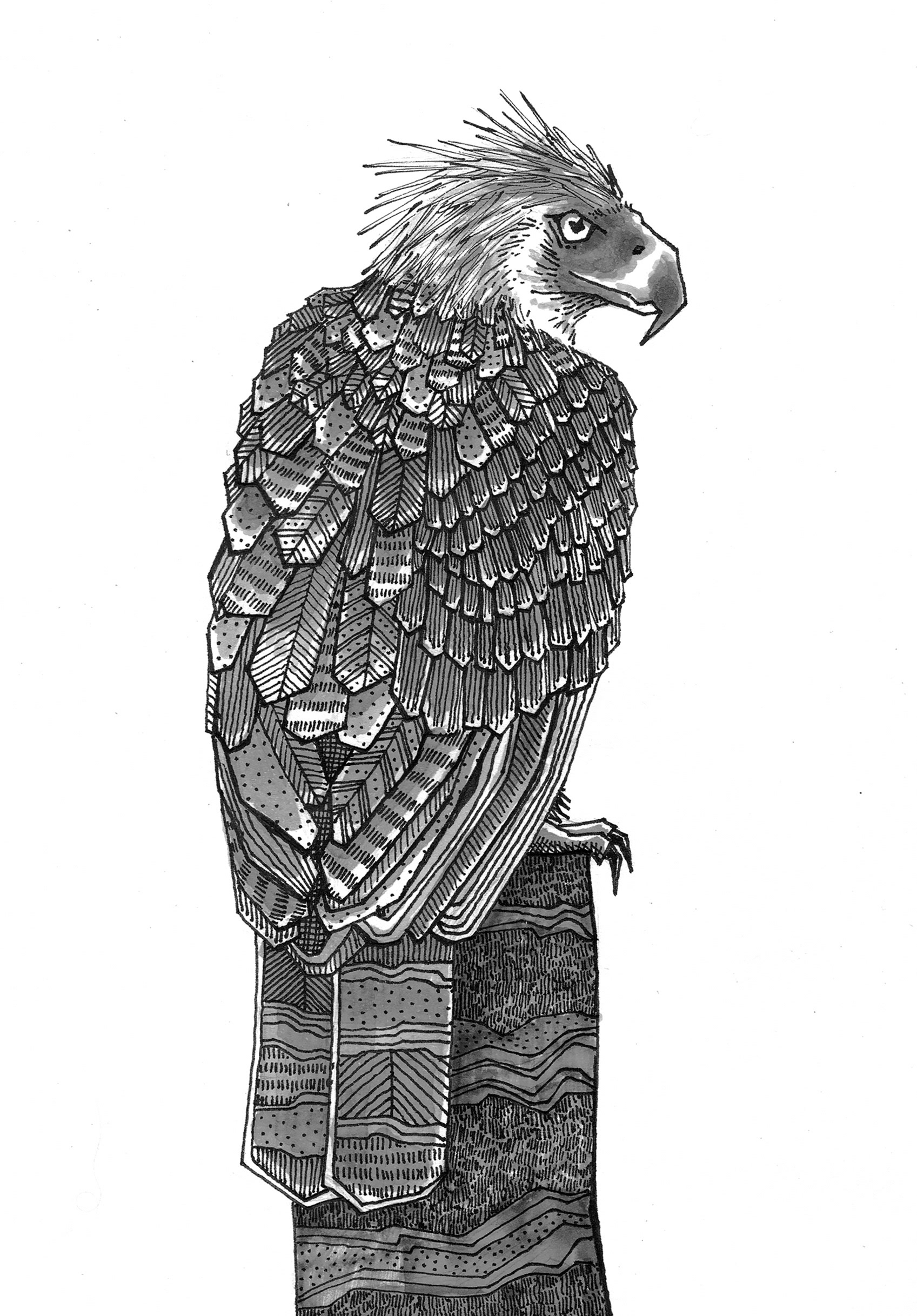 bird watching birds eagle hand drawn heron inking pattern pen and ink (2).jpg