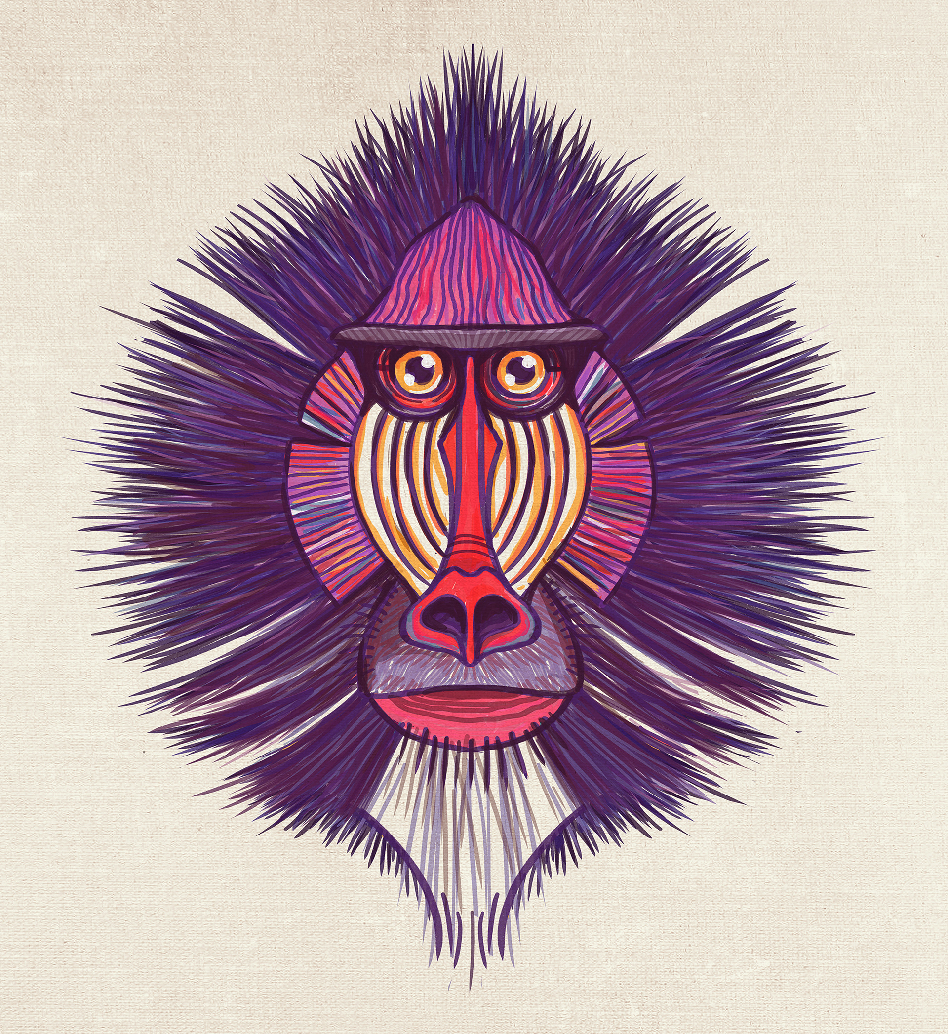 lynx tiger ocelot mandrill monkey Cat ILLUSTRATION  sketch animal sket (2).jpg