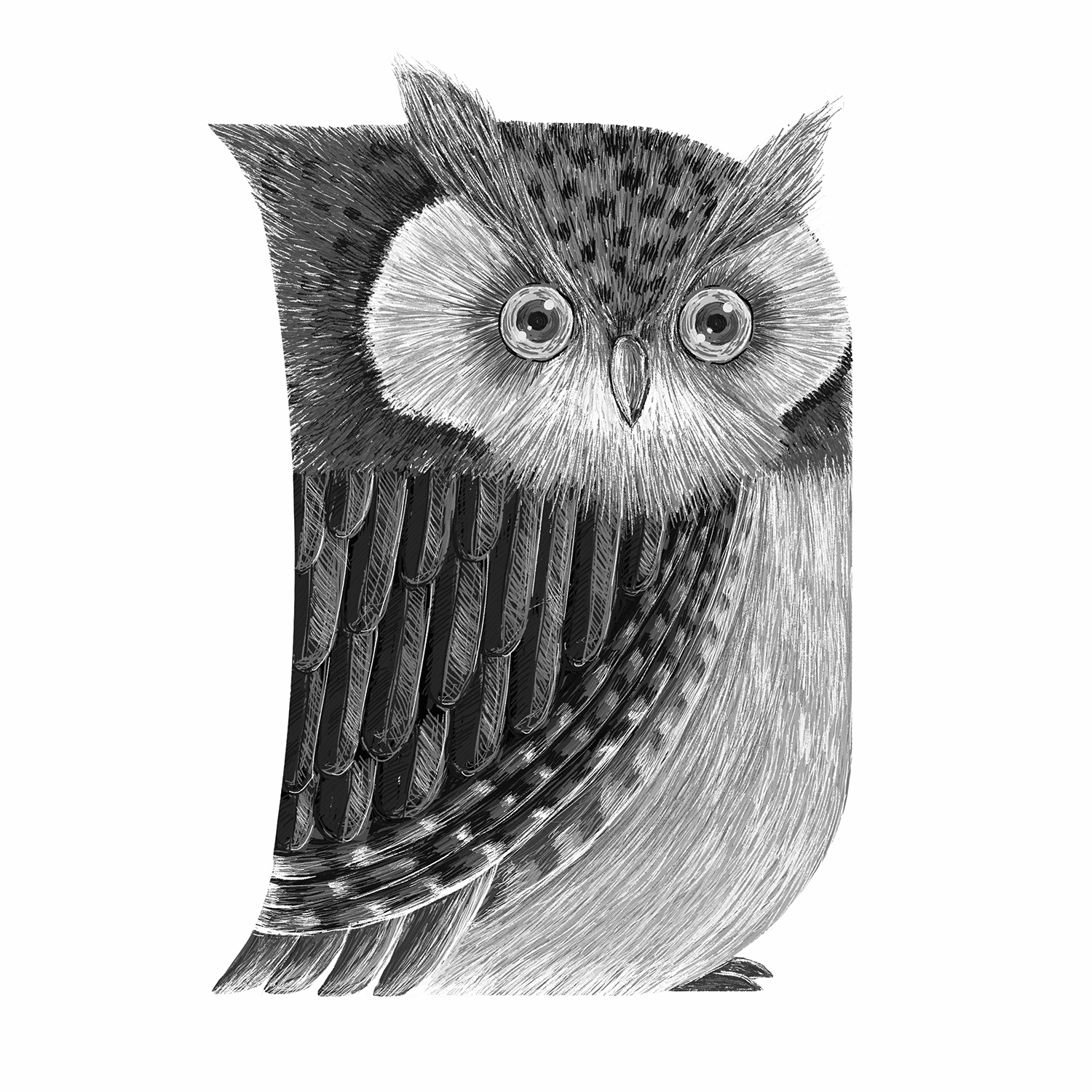 photoshop adobe ILLUSTRATION  Whale monkey owl elephant brush Cat ArtD (5).jpg