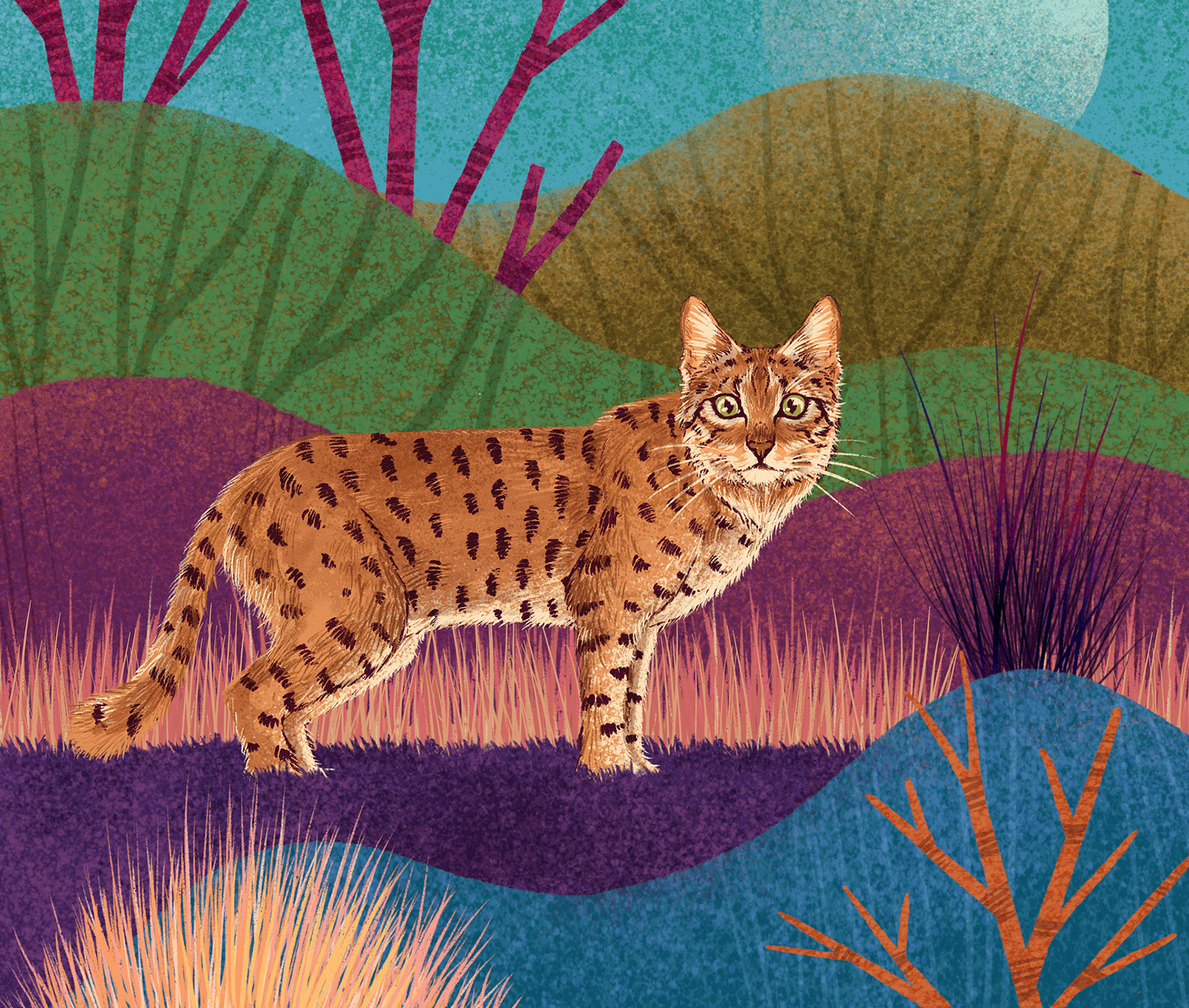 big cat India leopard lion lynx tiger WWF black panther forest Snow Le (7).jpg