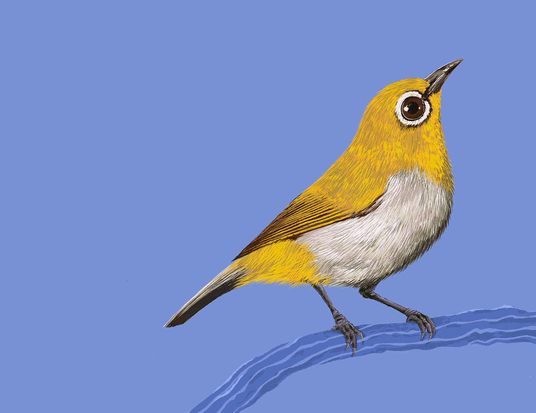 art Beautiful Birds birds BIRDS OF ASIA India indian birds small birds (2).jpg