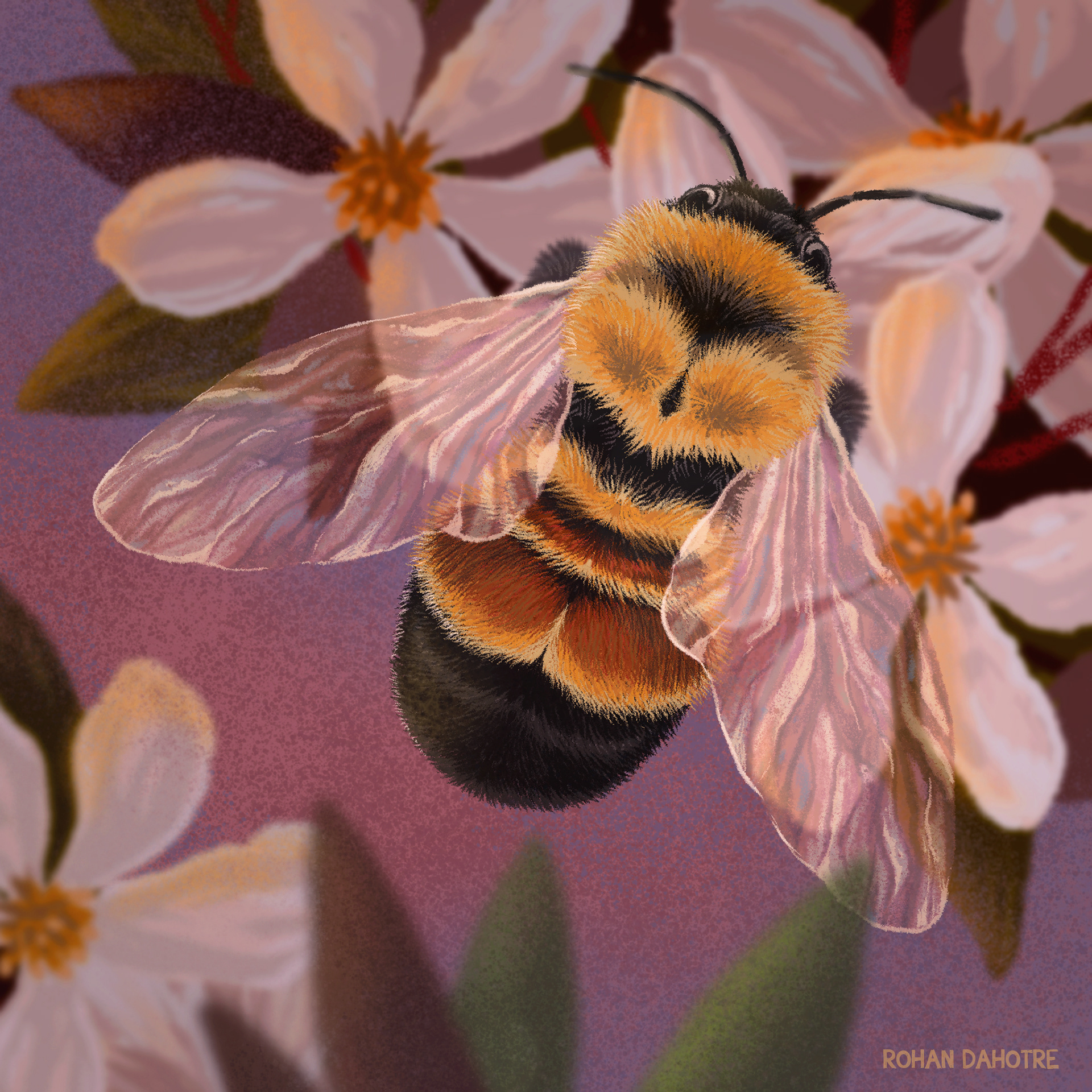 BBC endangered species Rhino wildlife Bumblebee Whale david attenborou (4).jpg