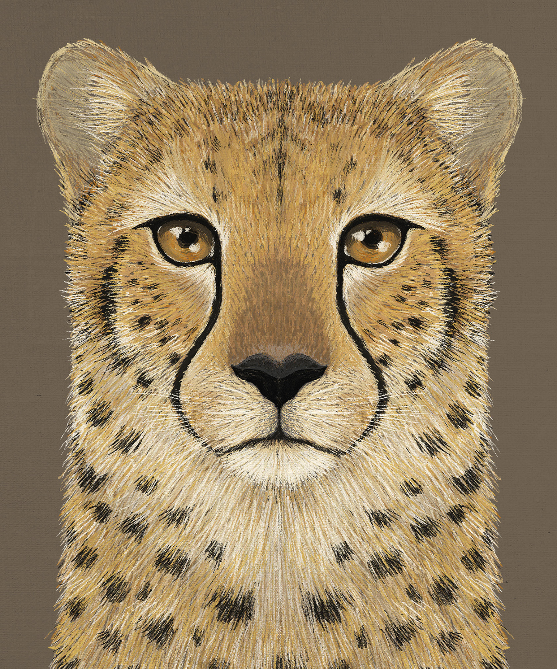 cheetah lion big cat Snow Leopard wildlife editorial feline magazine N (3).jpg