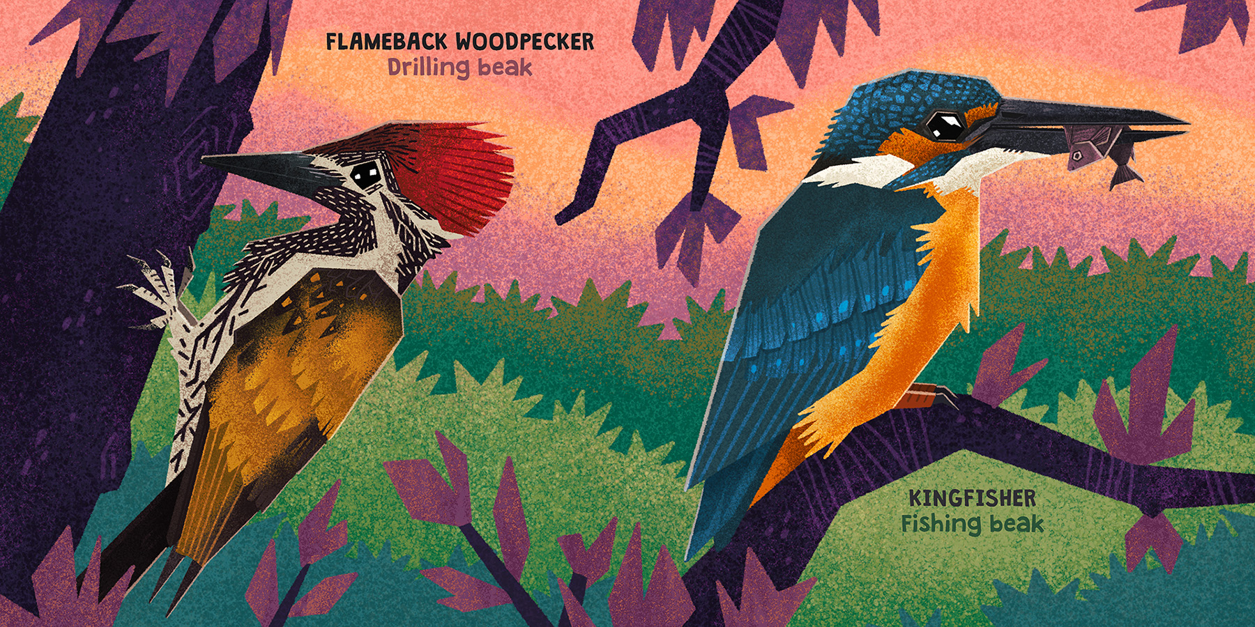 Bird Illustration childrensbook kidlit kidlitart Picture book Procreat (6).jpg
