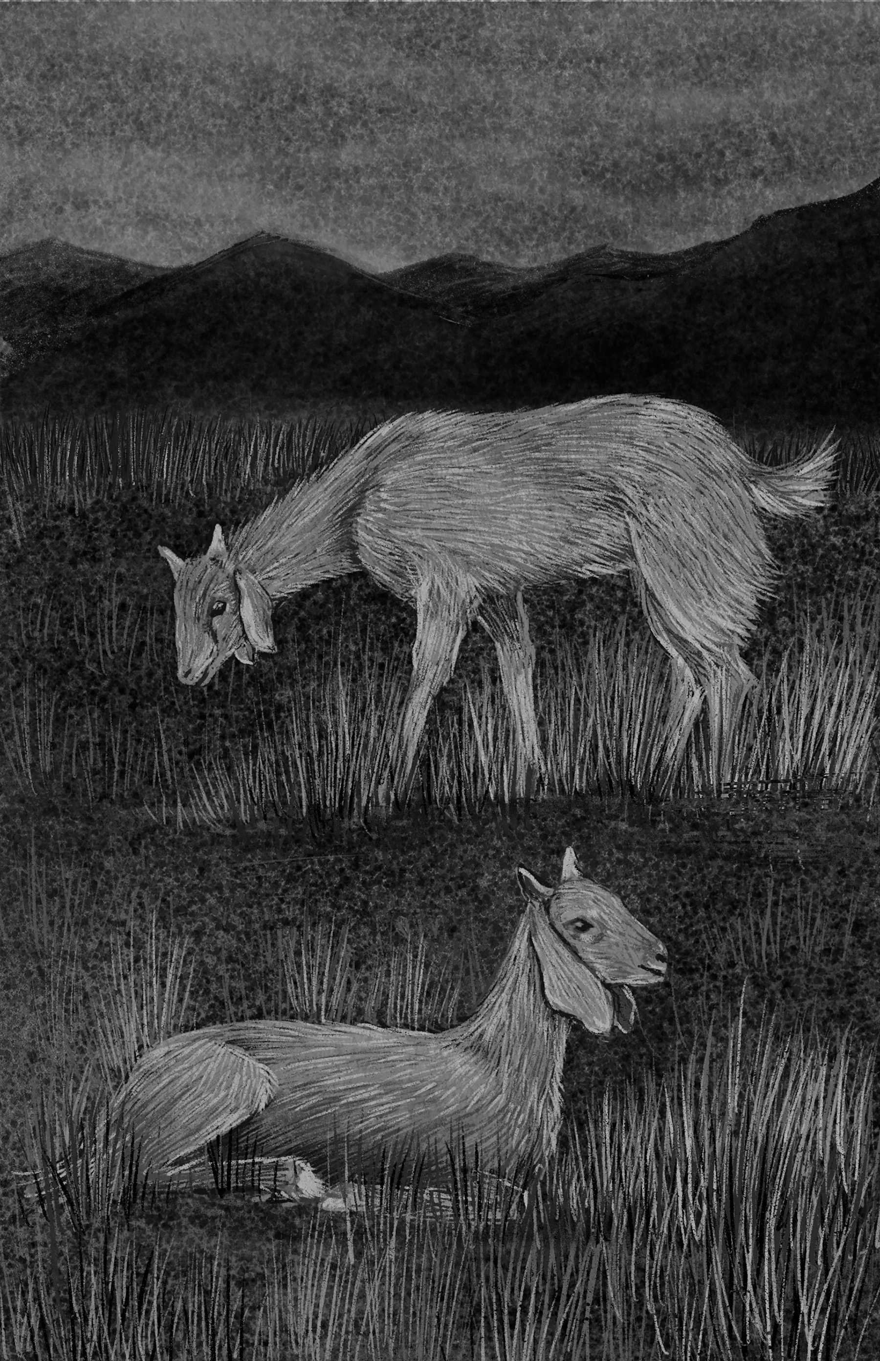 BOOK ILLUSTRATION - ANIMALIA INDICA on Behance (6).jpg