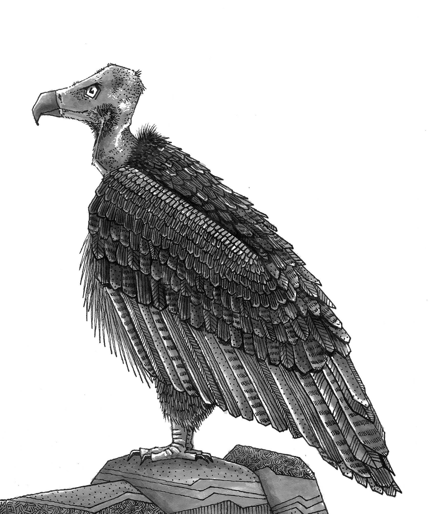 bird watching birds eagle hand drawn heron inking pattern pen and ink (5).jpg