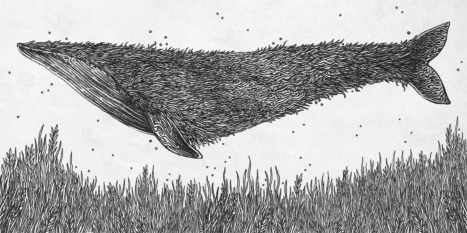 Whale FOX snake leaves animals art sketch inktober Drawing  penwork (3).jpg