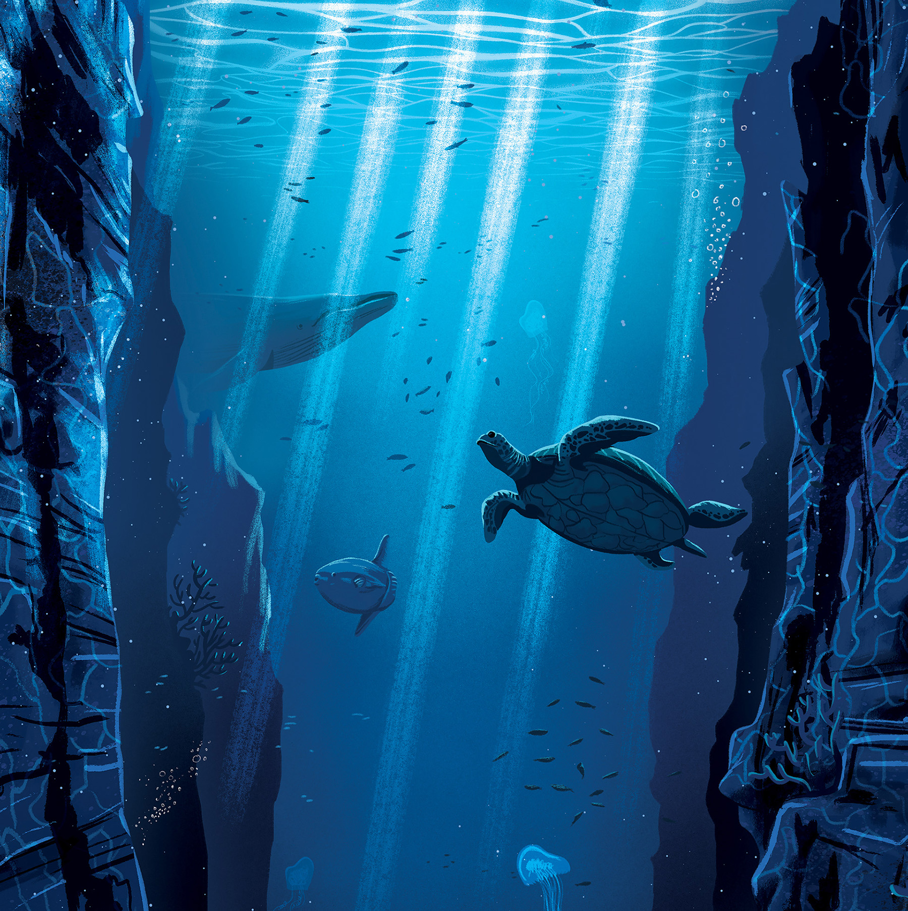 Ocean print artwork prints Turtle Whale jellyfish sunfish sea earth.jpg