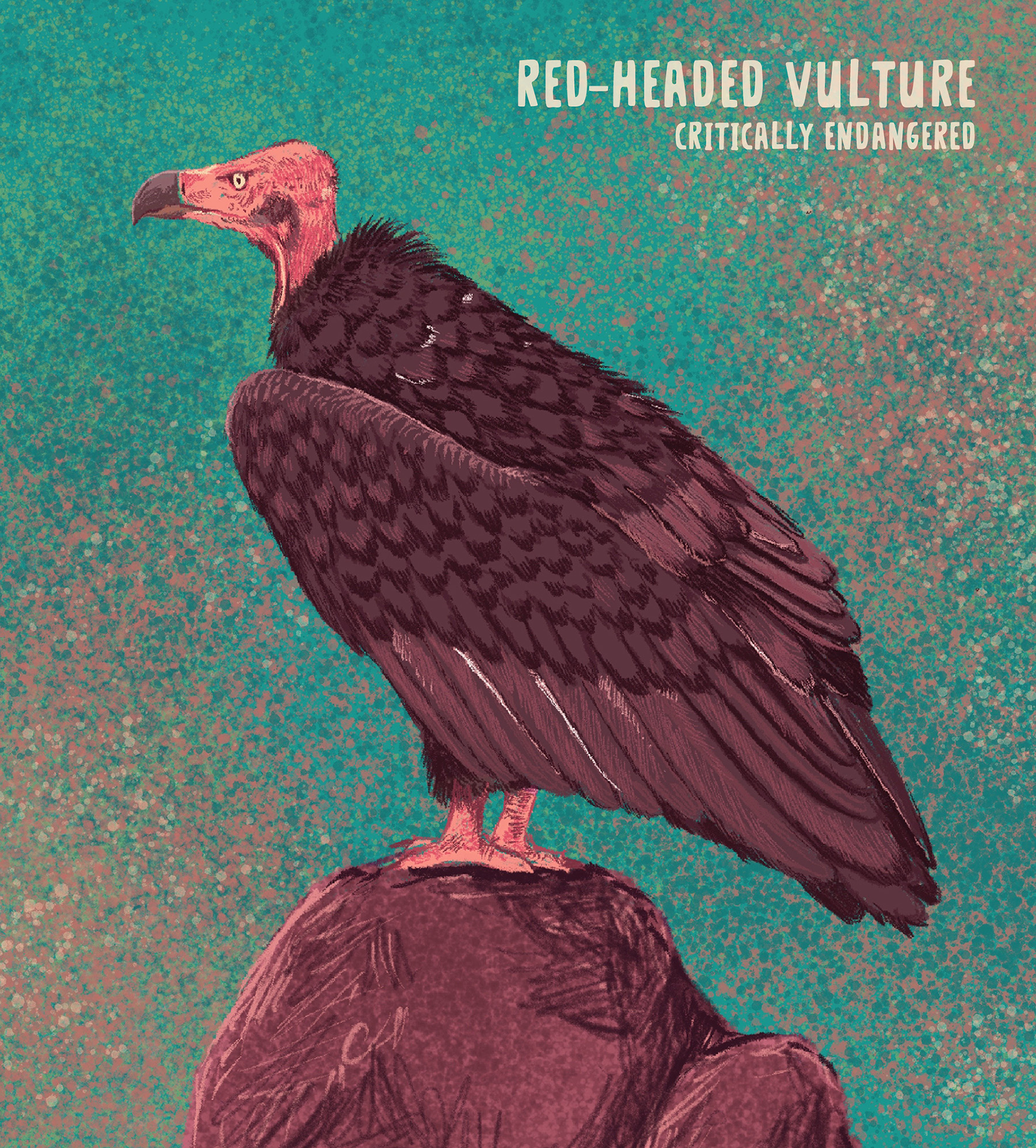 Image may contain bird-2.jpg
