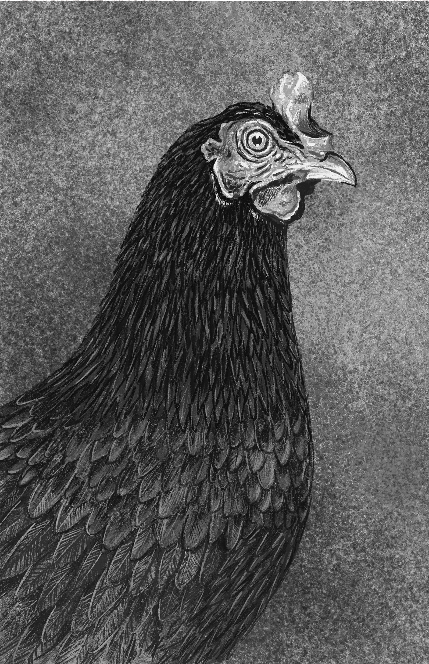 BOOK ILLUSTRATION - ANIMALIA INDICA on Behance (4).jpg