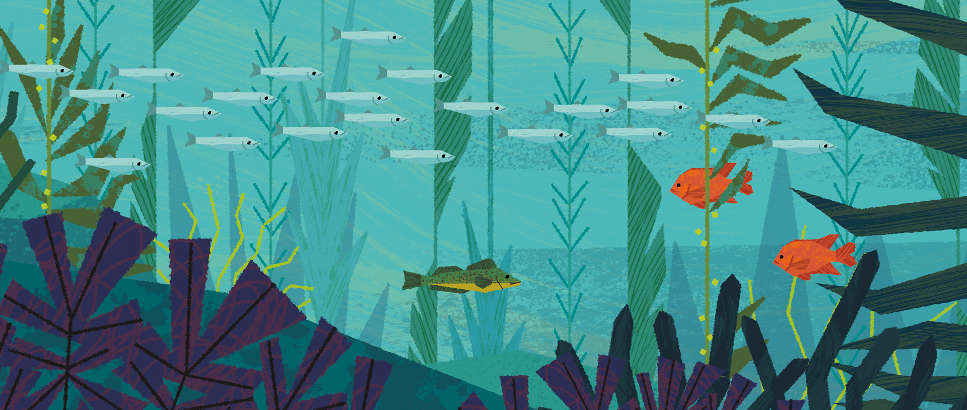 story botany sea Ocean coral conservation.jpg