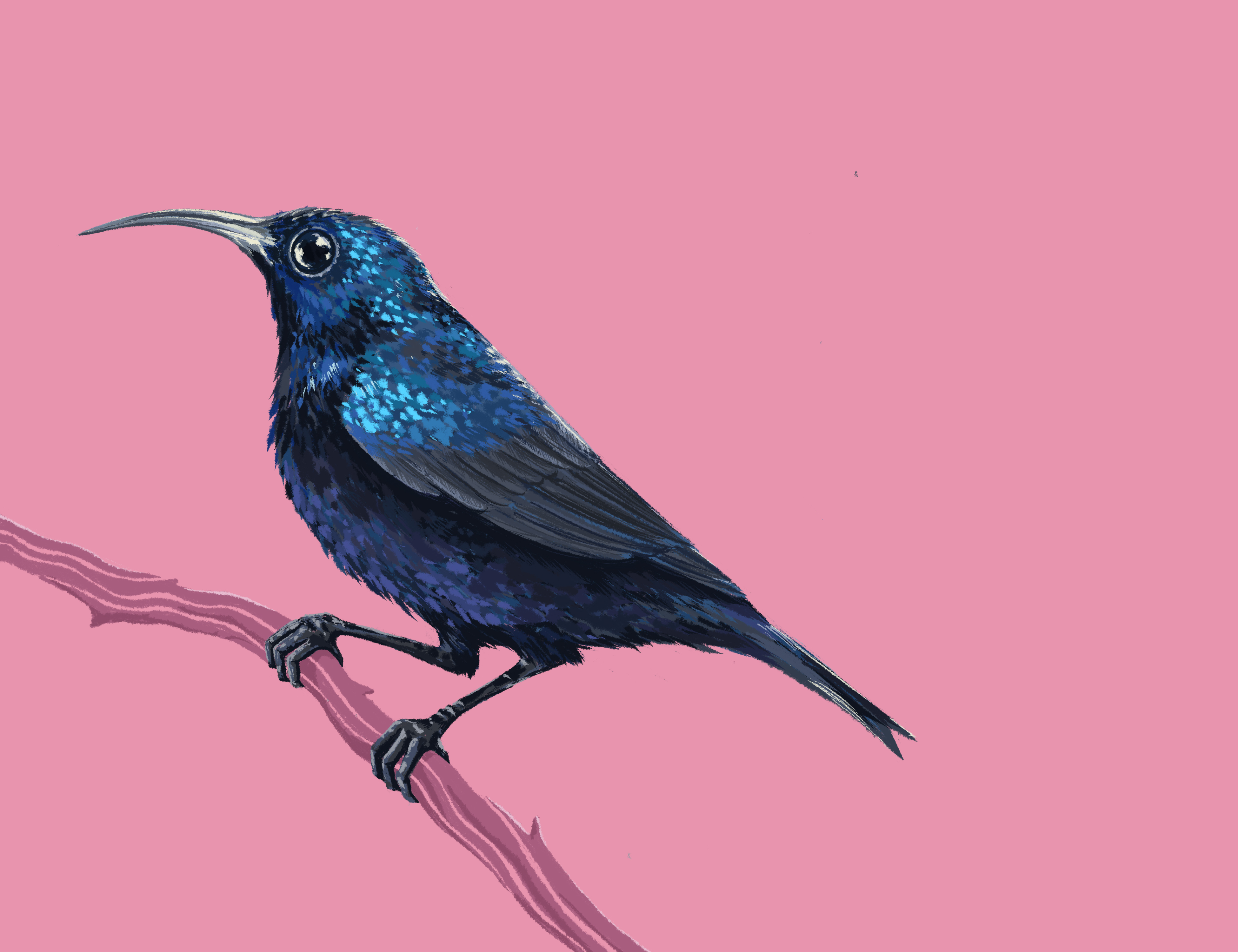 art Beautiful Birds birds BIRDS OF ASIA India indian birds small birds.jpg